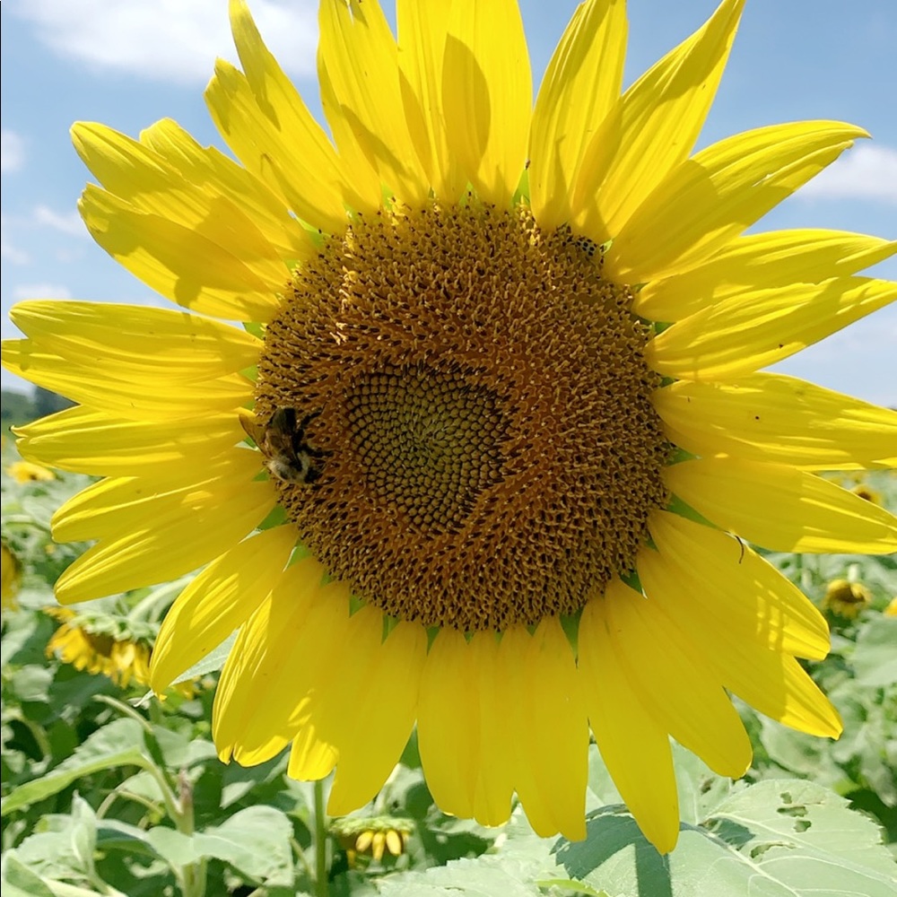 Meet your Posher, Kelli